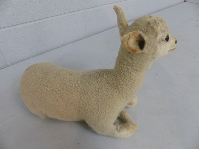 TAXIDERMY - Recumbent lamb with alert ears. c1900 - Image 3 of 5