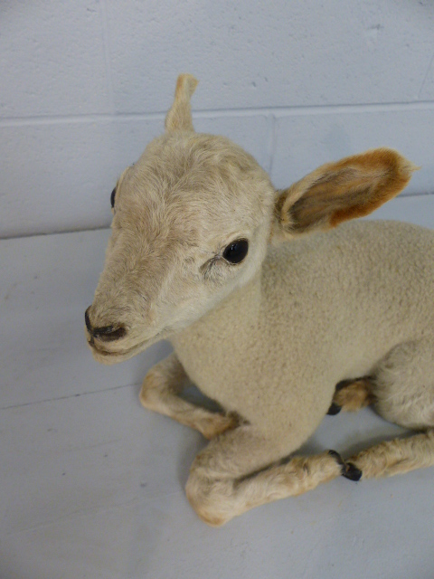 TAXIDERMY - Recumbent lamb with alert ears. c1900 - Image 2 of 5