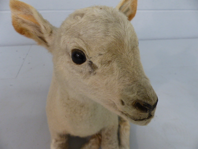 TAXIDERMY - Recumbent lamb with alert ears. c1900 - Image 5 of 5