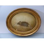Unusual Silk on silk of a mouse eating. C.1820