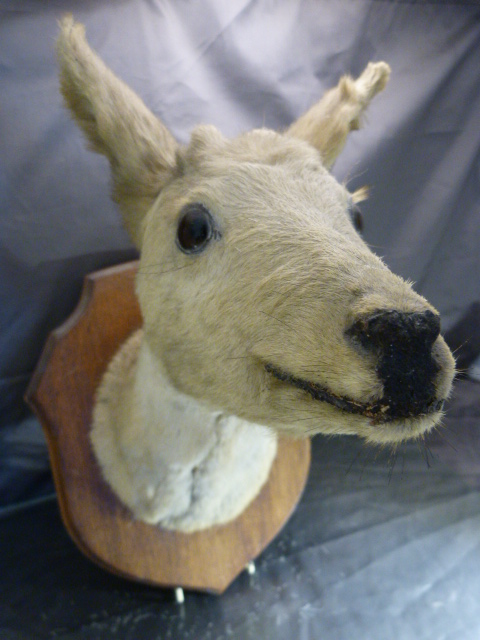 Taxidermy Deer's head mounted on an oak shield - Image 3 of 3
