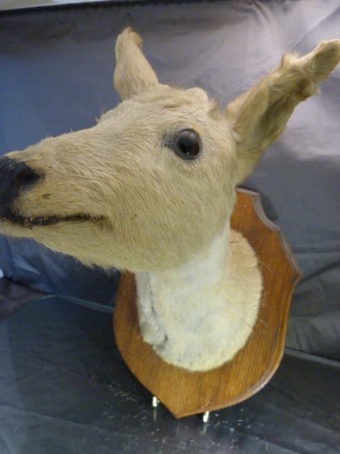 Taxidermy Deer's head mounted on an oak shield - Image 2 of 3