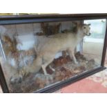 TAXIDERMY - Albino fox amongst a natural setting in a Three sided glass Victorian case.