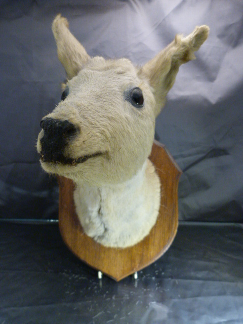 Taxidermy Deer's head mounted on an oak shield