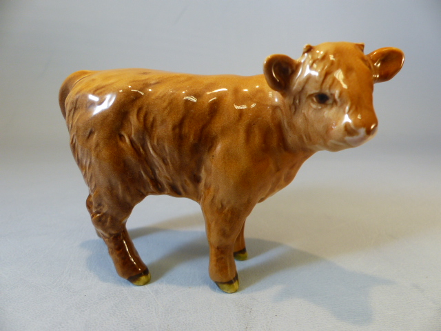 China highland cattle - Beswick highland calf, unmarked highland cow and a Hereford Red money bank - Image 6 of 8