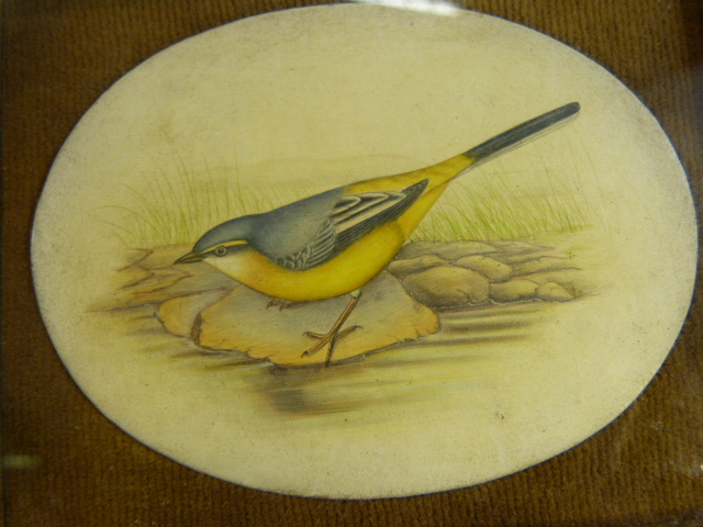 19th Century Watercolour of a bird on an oval panel set in velvet, in an oak frame 20cm x 18cm - Image 3 of 3