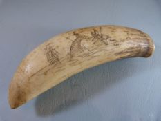 Scrimshaw Whales tooth of small form. Double sided decoration depicting a whale overthrowing a small