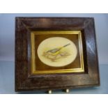 19th Century Watercolour of a bird on an oval panel set in velvet, in an oak frame 20cm x 18cm