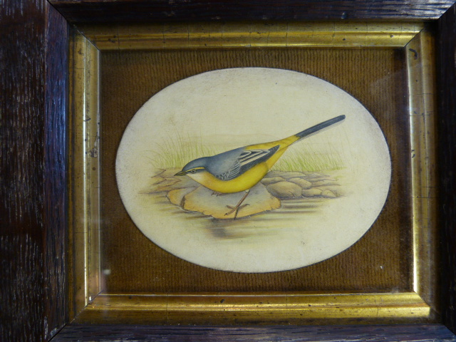 19th Century Watercolour of a bird on an oval panel set in velvet, in an oak frame 20cm x 18cm - Image 2 of 3