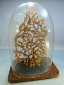 Large Coral Reef specimen mounted onto a velvet base again onto a wooden ebonised base under glass