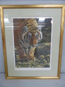 Steve Burgess - Ltd edition print 'Tiger Prowl' 6/25