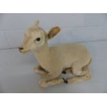 TAXIDERMY - Recumbent lamb with alert ears. c1900