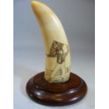 Scrimshaw whales tooth depicting a man holding a british flag over his head. Mounted on a mahogany