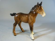 Bay beswick Foal