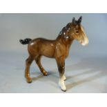 Bay beswick Foal