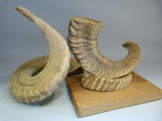 Rams Horns - one mounted on wooden plinth