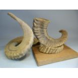 Rams Horns - one mounted on wooden plinth