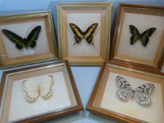 Entomology - Five studies of framed butterfly species
