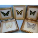 Entomology - Five studies of framed butterfly species