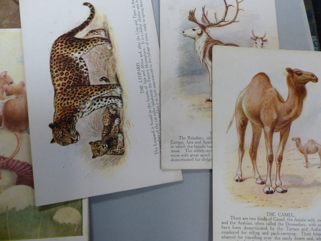 Selection of Postcards depicting Animals (Victorian and Before) - Image 5 of 5