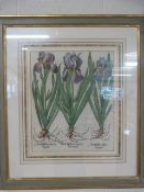 Basil Bessler (German, 1561-1629)Botanical hand-coloured engravings mounted in frame. Cut from a