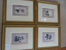 Shelly Hely - Set of four botanical prints - signed.