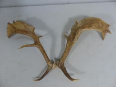 Large pair of splayed Deer Antlers with 8 points.