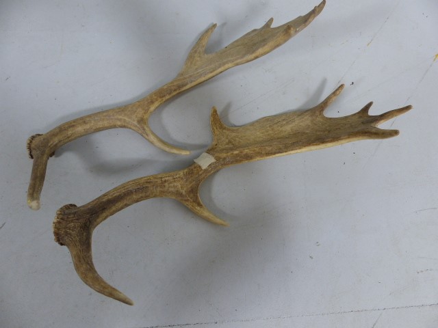 Pair of Splayed Deer Antlers with 7 points. - Image 4 of 4