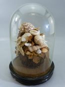 Victorian Pine needle basket with shells (seaside momento) mounted on an Ebony Base with glass