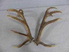 Large Pair of Deer Antlers with 7/8 points.