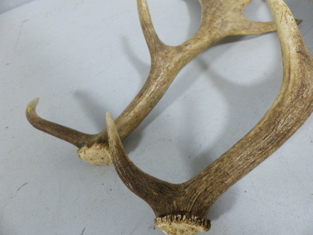 Pair of Splayed Deer Antlers with 7 points. - Image 3 of 4