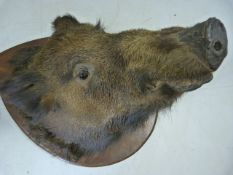 Taxidermy Large boars head