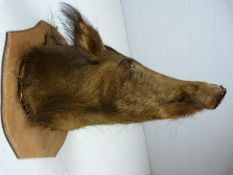 Taxidermy Hogs head of medium size