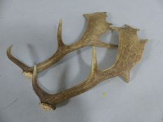 Pair of Splayed Deer Antlers with 7 points.