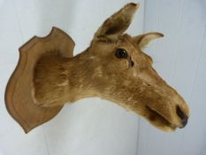 Large Taxidermy Deers head