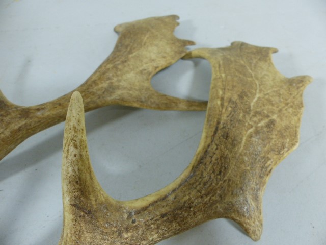 Pair of Splayed Deer Antlers with 7 points. - Image 2 of 4