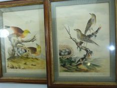 Pair of Rare English Birds prints hand - coloured c.1792 by J Lord - Maiden Lane, Covent Garden