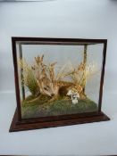 Taxidermy Fawn in glass square case lying in a woodland scene