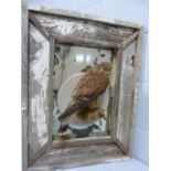 North American barnwood framed mirror with central panel holding a Kestrel