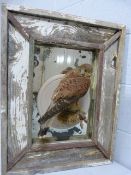 North American barnwood framed mirror with central panel holding a Kestrel