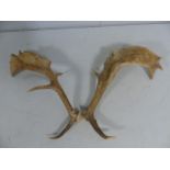 Large pair of splayed Deer Antlers with 8 points.