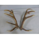 Large Pair of Deer Antlers with 7/8 points.