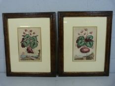 Botany - Munting 18th Century handpainted etchings by De Bry depicting Wild Siclemen mounted in