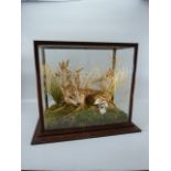 Taxidermy Fawn in glass square case lying in a woodland scene