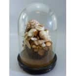 Victorian Pine needle basket with shells (seaside momento) mounted on an Ebony Base with glass