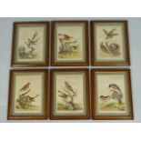 Very Rare set of six Late 18th Century British Birds hand coloured prints by T. Lord - featuring a