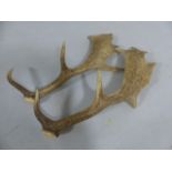 Pair of Splayed Deer Antlers with 7 points.