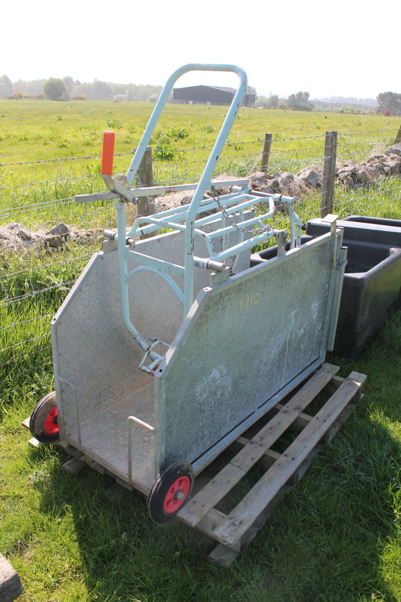 SHEEP TURN OVER CRATE