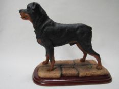 Border Fine Arts 'Rottweiler Standing' (Style Three) Model No A2699