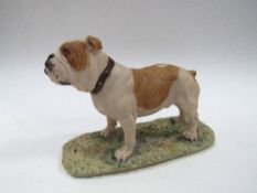 Border Fine Arts bulldog